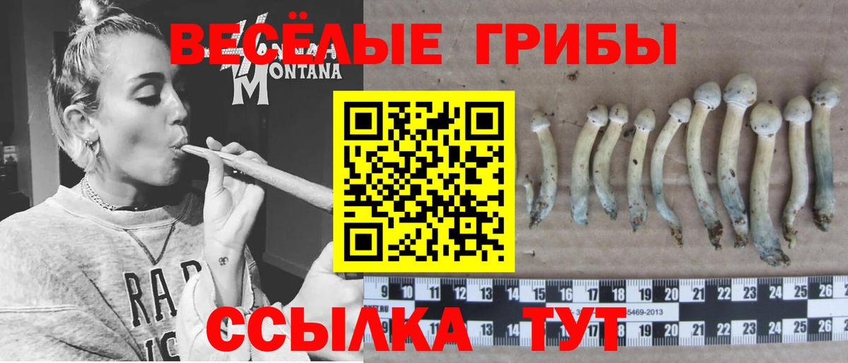 Галлюциногенные грибы Cubensis  Вход с VPN  как найти   Тайшет 